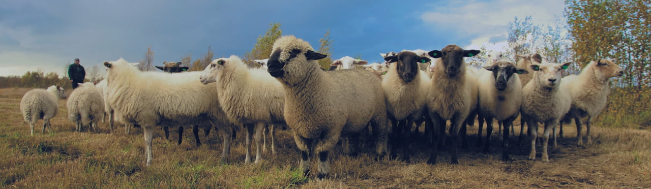 DEWORMER FOR THE EVERYDAY FARMER