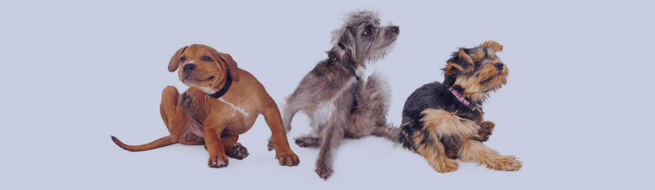 STOP FLEAS AND TICKS IN THEIR TRACKS