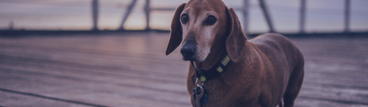 INTERVERTEBRAL DISC DISEASE (IVDD)