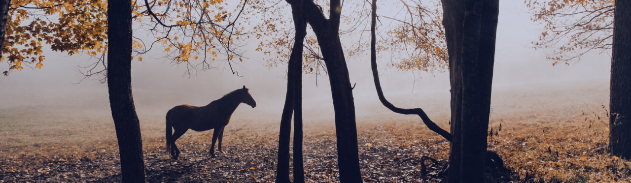AFRICAN HORSE SICKNESS