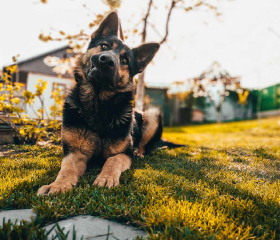 Dog sitting on manicured lawn