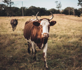 Brown and white cow on field